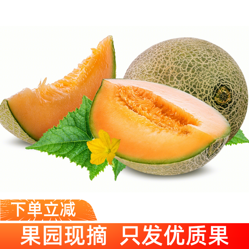 时鲜哈密瓜皮薄脆甜新鲜应季水果产地直销陕西西州蜜25号 4.5斤-5斤