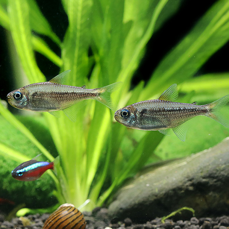 黄金可卡灯鱼 黄金白金可卡霓虹灯活体草缸热带观赏灯科鱼水财神