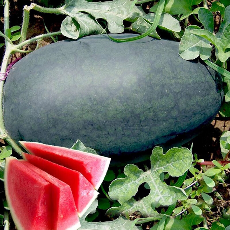 神禾 黑皮西瓜籽种子黑的盆栽早熟南方特大黑美人瓜籽 大果黑美人种子