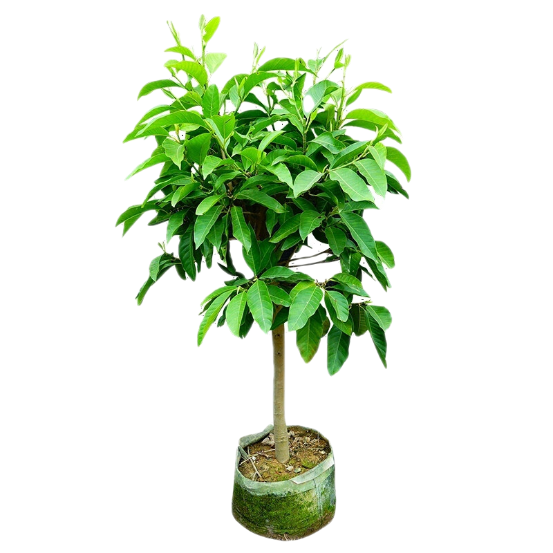 歐博 白蘭花盆栽花卉植物室內(nèi)玉蘭樹苗帶花苞四季好種濃香型黃角蘭好養(yǎng) 獨(dú)桿白蘭花(15年苗) 不含盆