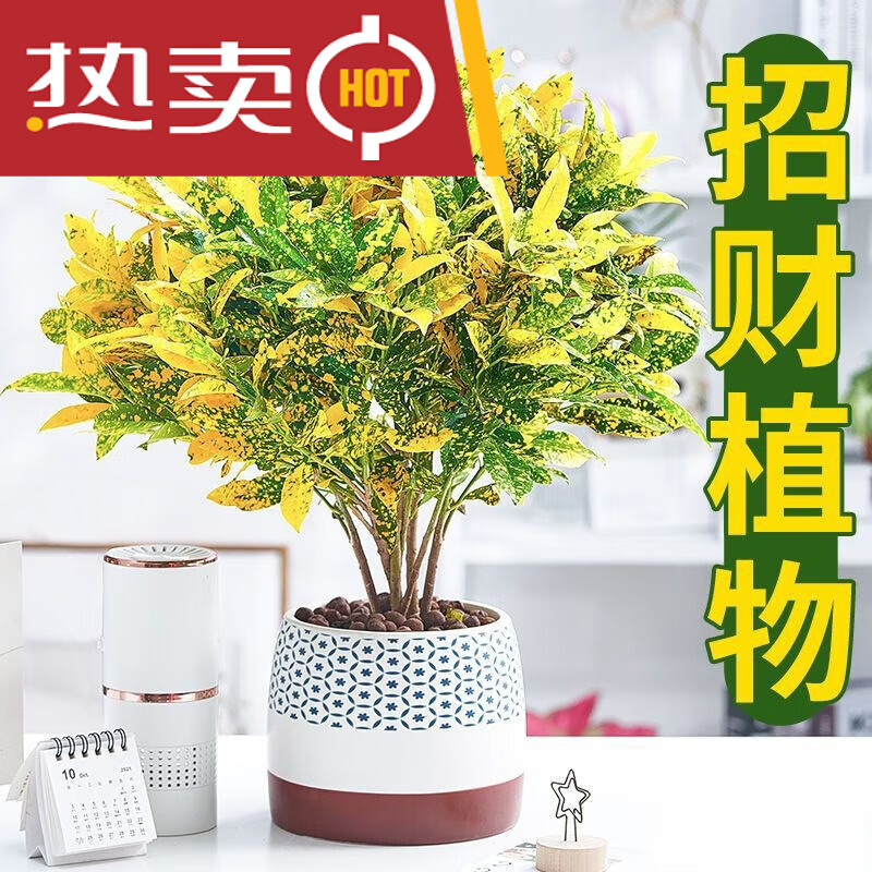 穆淳傲黄金万两盆栽室内绿植花卉阳台变叶木四季净化空气花 五年黄金
