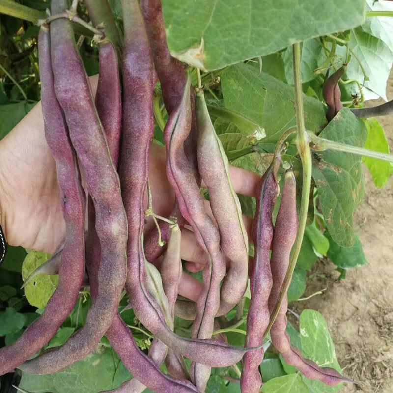 菜友春秋紫色架豆角种子 四季豆种子 菜豆芸豆 大紫袍 红架豆蔬菜种子