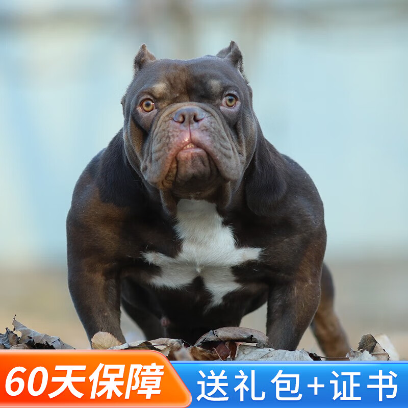 玄宠纯种宠物狗美国纯种恶霸犬活体恶霸幼犬活物 宠物级a款 公