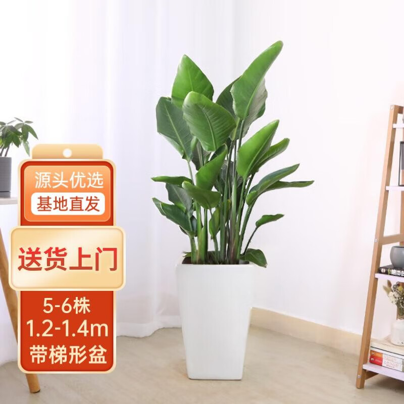 大型绿植近期价格走势如何|大型绿植价格比较