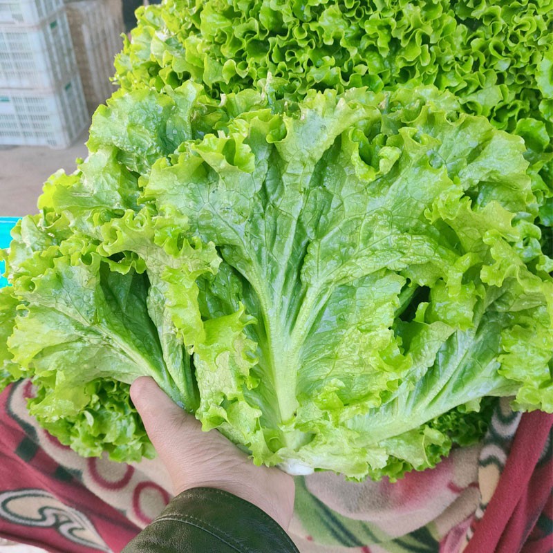 大禹生菜种子大全紫叶青菜种籽春季奶油罗马紫色红叶速生盆栽蔬菜籽