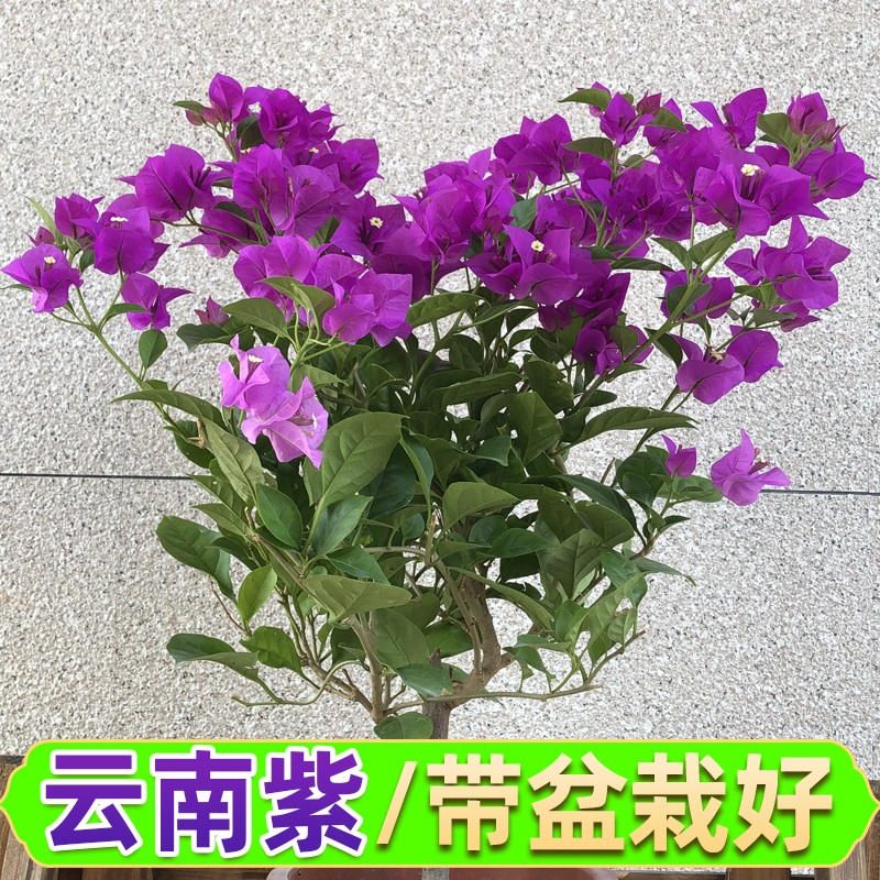 网购花卉历史价格走势|花卉价格走势图