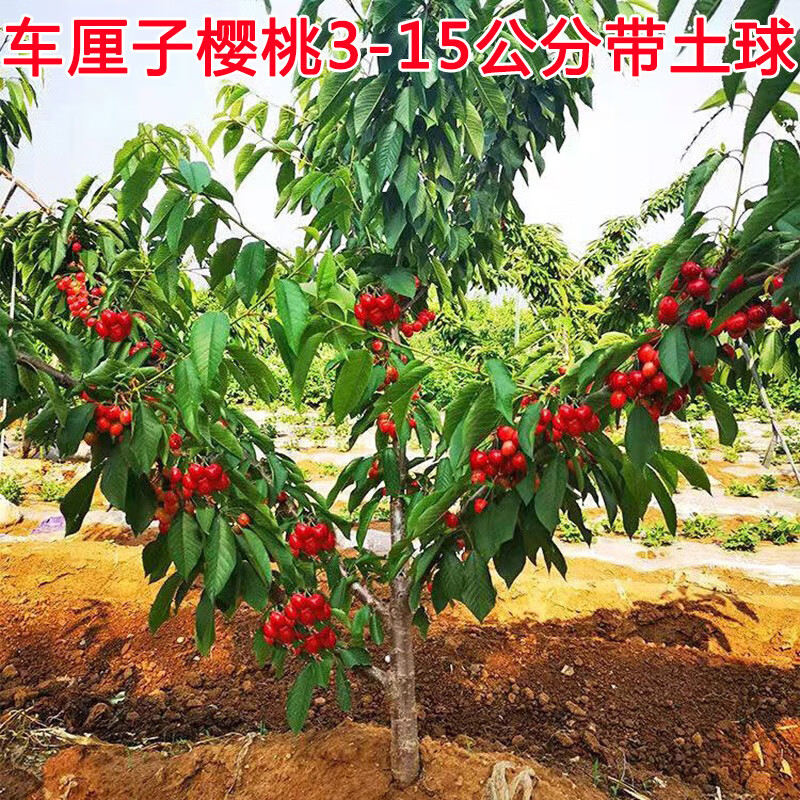 带土球特大樱桃树地栽嫁接当年结果南方北方种植樱桃苗 3公分带土球