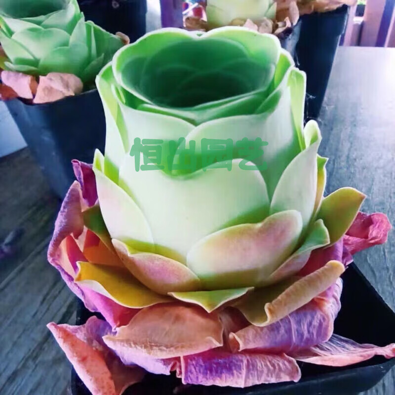 酒杯玫瑰多肉山地趣味组合装饰盆栽肉肉水蜜桃  盖瑞米尔玫瑰 酒杯