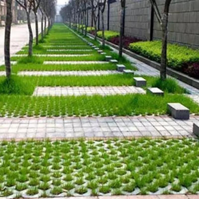 夕树花晨矮脚狗停车坪草籽草坪砖专用草皮种子耐践踏草坪草种子矮生