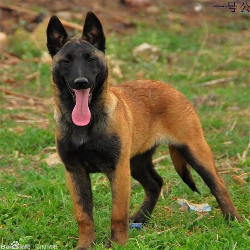 马犬幼犬纯种军犬科目黑红幽灵红马宠物狗活体小爆红成年大型纯种公母