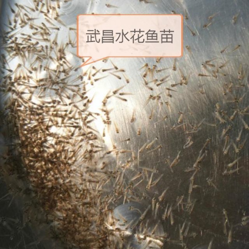kjhgf1万10万湖北武昌水花苗鱼苗武昌鱼苗鳊鱼苗三角团头鲂苗淡水