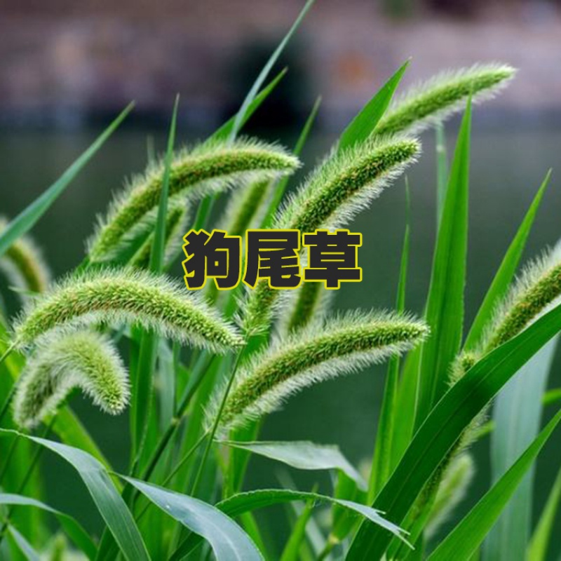 狗尾巴草种狗尾草籽多年生耐旱草种护坡杂草园林绿化观赏草种 狗尾巴