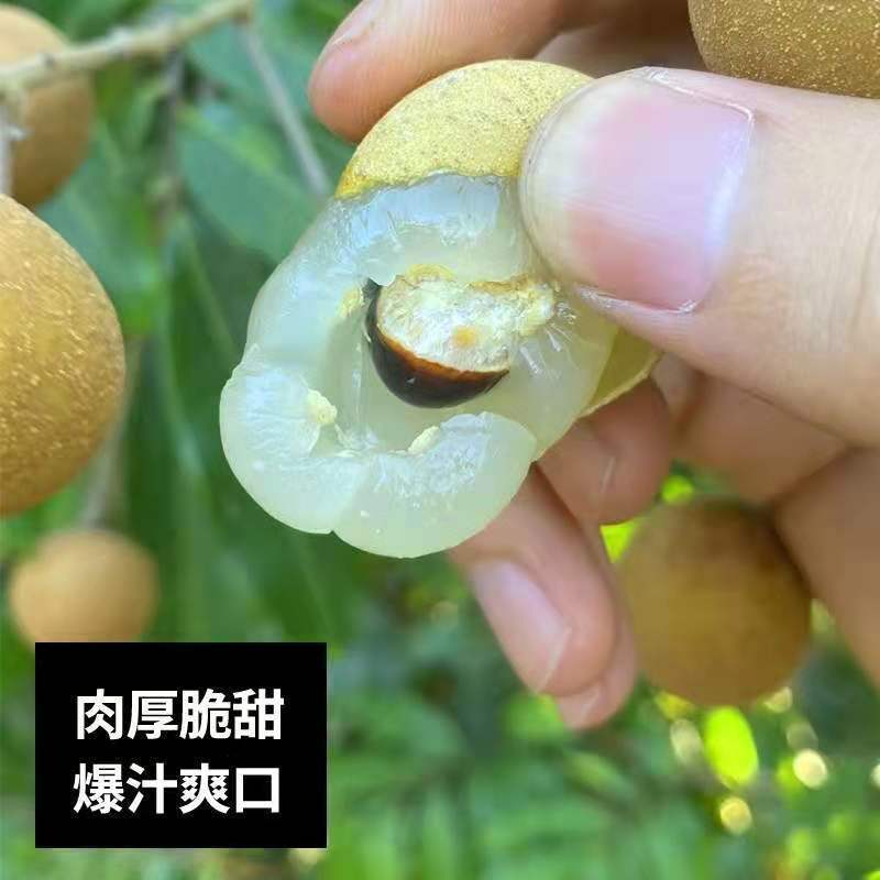 新鲜龙眼当季新鲜水果现摘广西平南石硖桂圆储良龙眼坏果包赔 5斤装