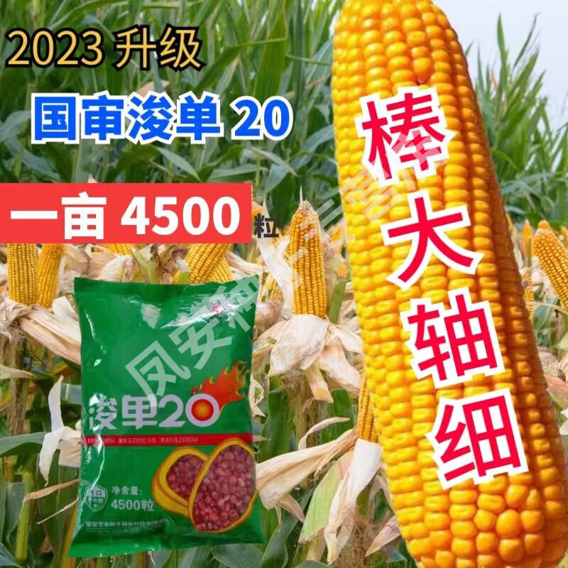 浚单20国审玉米种子大棒抗病抗倒伏矮秆抗虫春夏播南北方苞谷