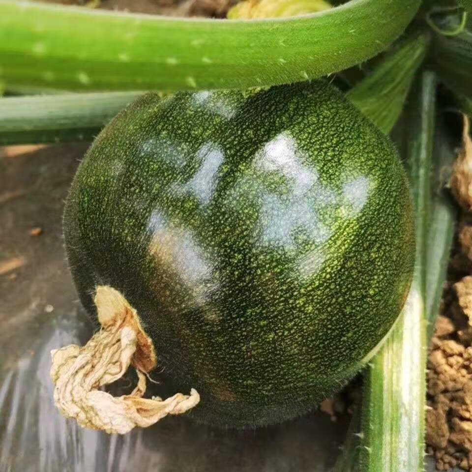云南新鲜小南瓜嫩青皮绿皮嫩瓜小圆瓜批发圆形西葫芦 精选嫩圆瓜纸箱