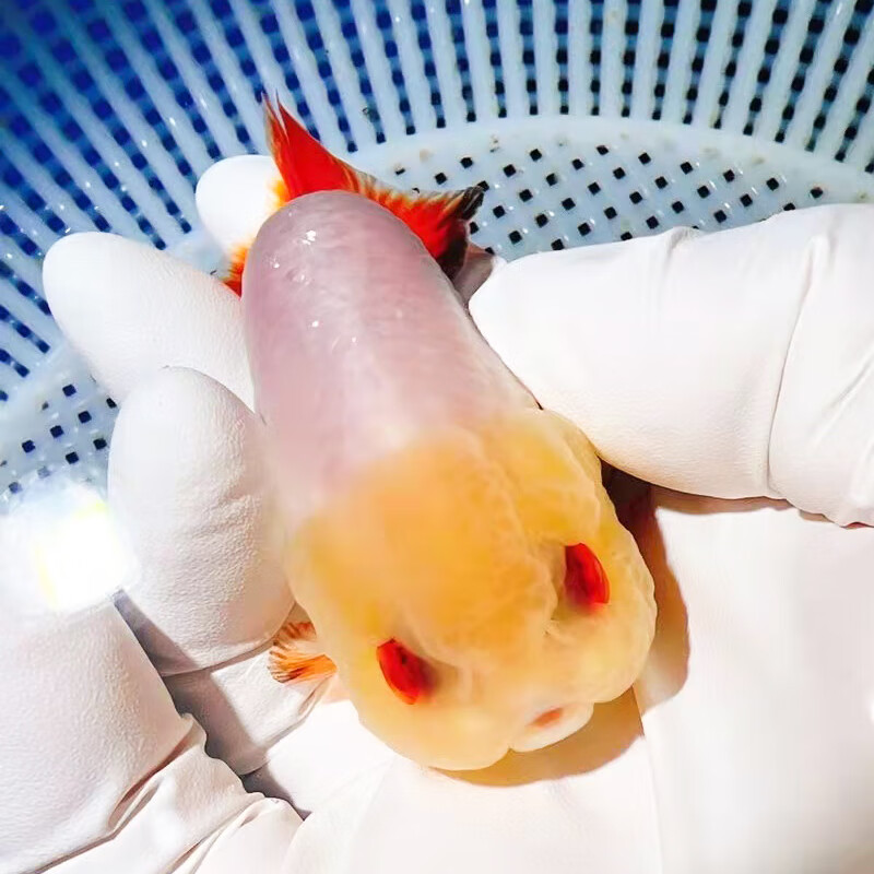 兰寿金鱼奶牛熊猫波妞玉兔精品幼苗稀有冷水蓝寿麒麟潘氏小尾鱼 桔