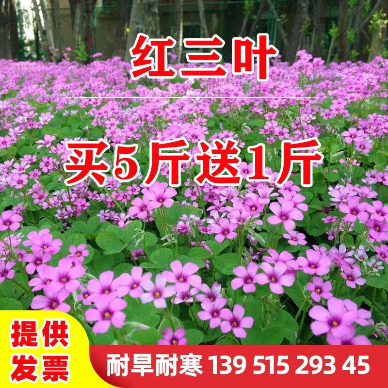 绿达进口三叶草种子白三叶红三叶草籽四季常青护坡绿化庭院多年生耐寒