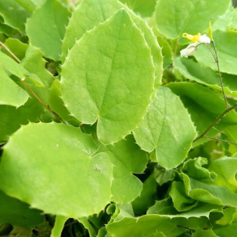 淫羊藿种子 野生淫羊藿种子 三枝九叶种子 庭院阳台盆栽种植纯野 精选