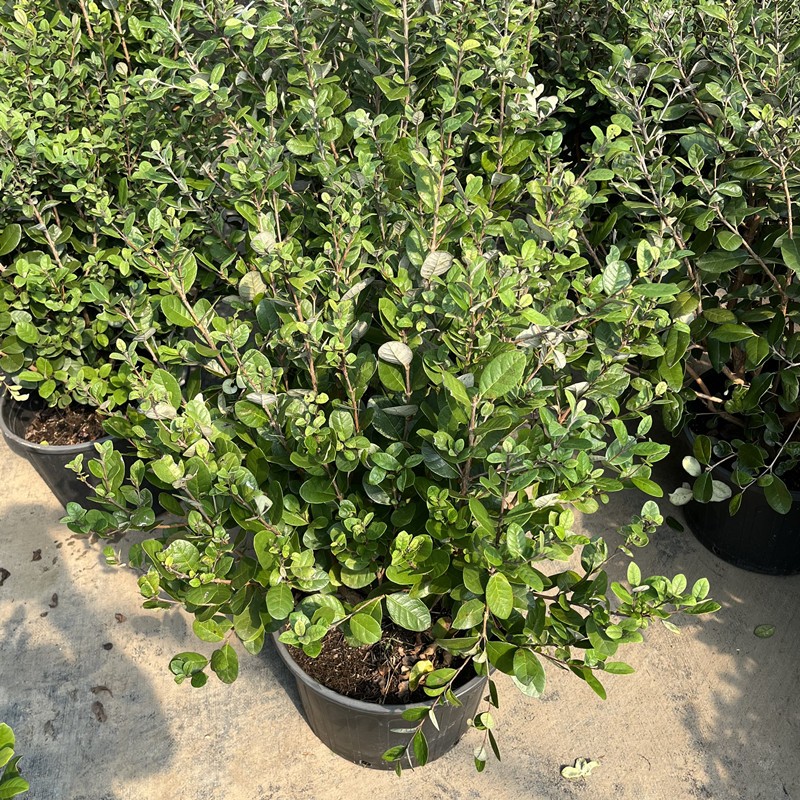 曼杉园进口菲油果树苗盆栽果树耐寒常青阳台庭院别墅棒棒糖果树花园