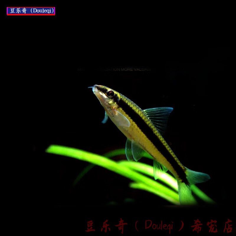 黑线飞狐 小猴飞狐 小精灵鱼胡子鱼大凡鱼工具鱼除藻鱼活体观赏鱼