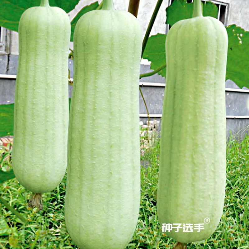 农之子 白丝瓜种子大全白玉白关湖南南方新品苗奶油 农之子香玉白丝瓜