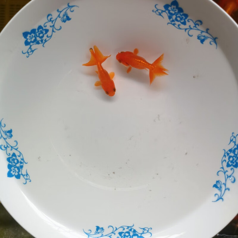 采缇萌萌哒观赏鱼精品红顶虎头菠萝头兰寿金鱼活体高端宠物鱼冷水淡水