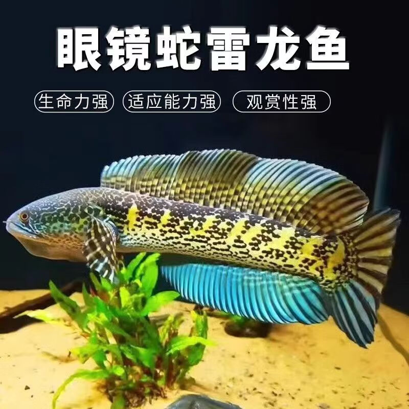 黄金眼镜蛇雷龙鱼大型凶猛巴卡雷龙鱼观赏热带鱼大帆肉食鱼淡水鱼