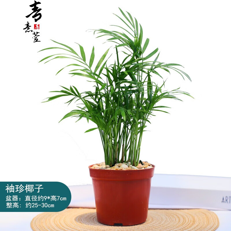 mivm袖珍椰子树盆栽无土水培植物室内四季常绿好养小盆栽绿植 90#原盆
