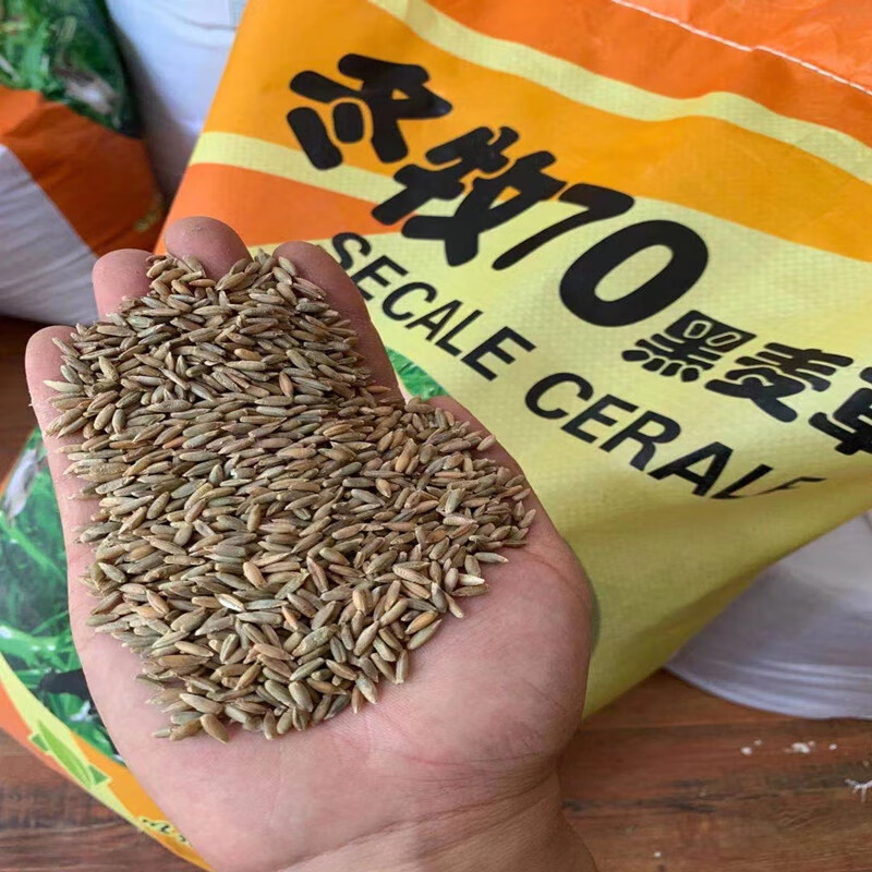 秋坤牧草种籽黑麦草冬牧70种子四季多年生耐寒畜牧养殖鸡鸭牛羊鱼草