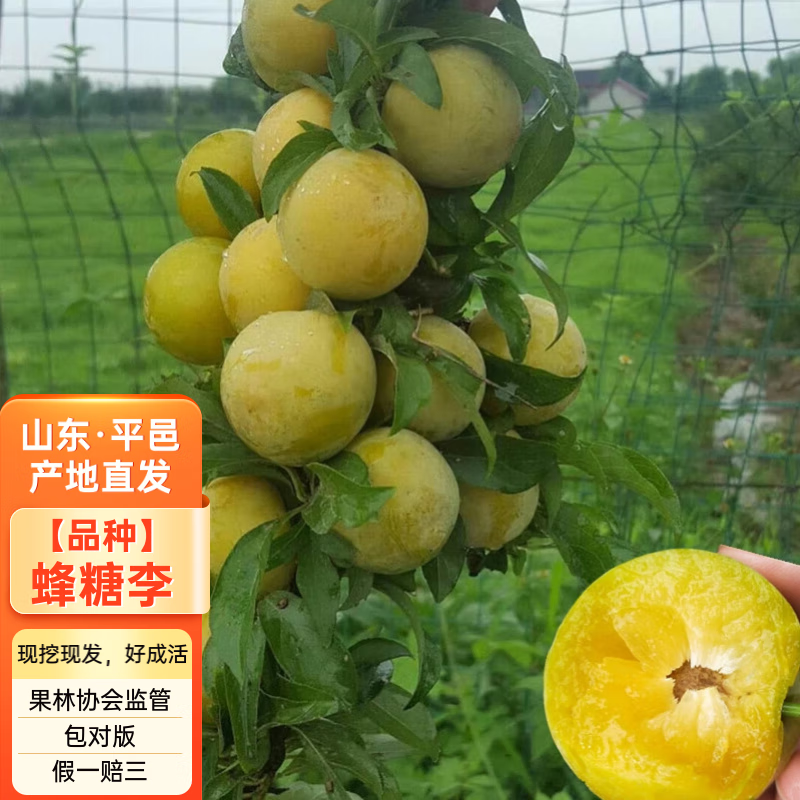 杭盈蜂糖李子树苗嫁接黄金奈晚熟西梅李子苗南北方种植果树果苗 蜂糖