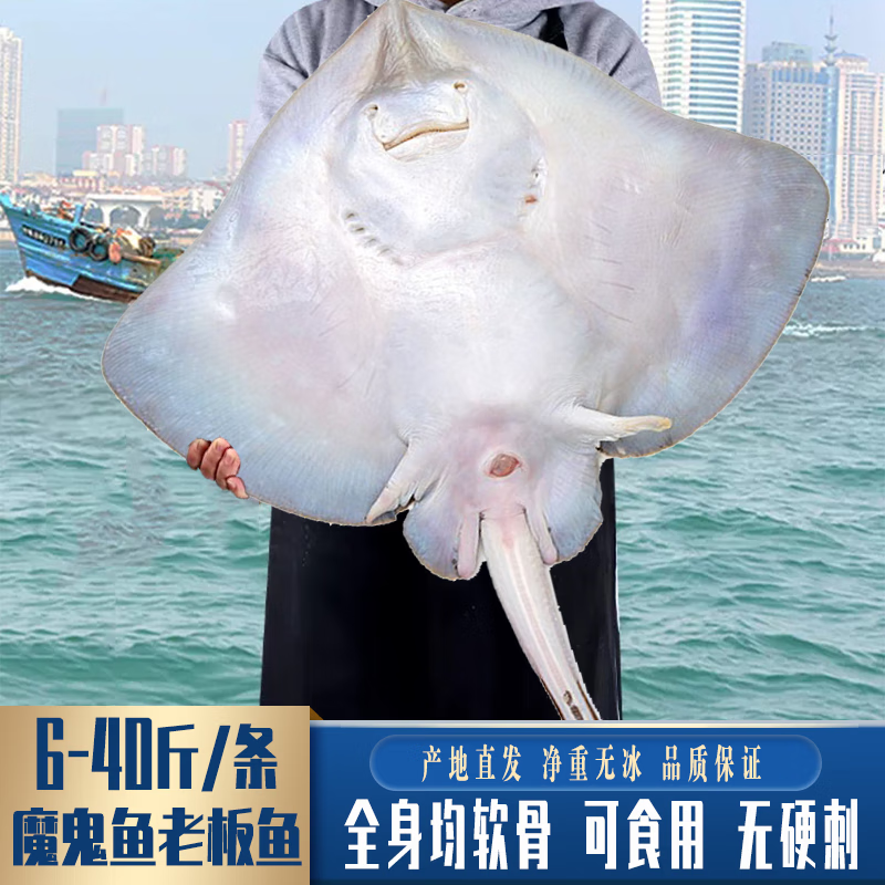 鲜源澜湾 超大魔鬼鱼 老板鱼 6-40斤/条整条老板鱼魔鬼鱼瑶鱼劳板鱼孔