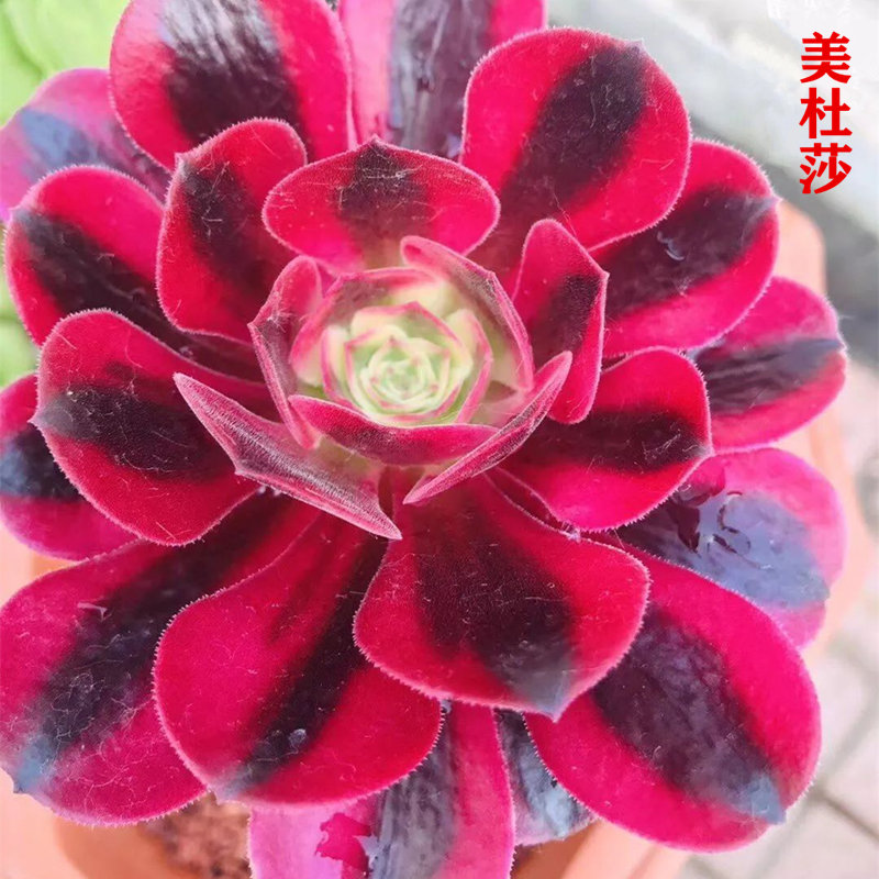 茸麦多肉植物法师锦手捧老桩高端精品花卉盆栽 美杜莎大单头8-10厘米