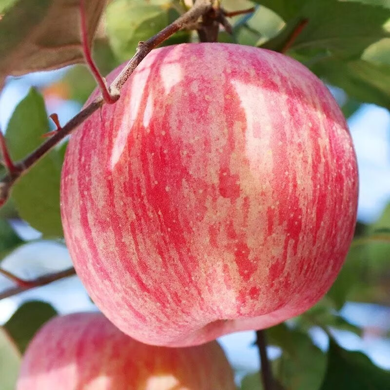 包脆甜红富士苹果脆甜当季新鲜应季水果整箱10斤 带箱9-10