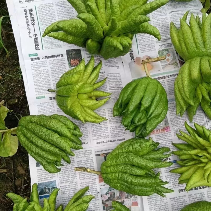 【顺丰冷链】精品a级佛手佛手钳观赏闻香云南昆明基地直发鲜花 佛手一