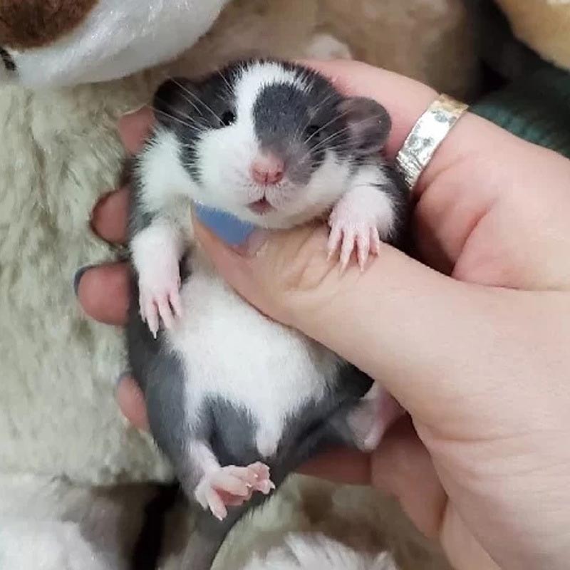 鼠幼 相关京东优惠商品排行榜 4 价格图片品牌优惠券 虎窝购