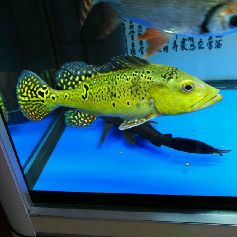 黄金巴西亚鱼苗活体虫纹皇冠三间鱼老虎大中型热带淡水观赏龙鱼 10