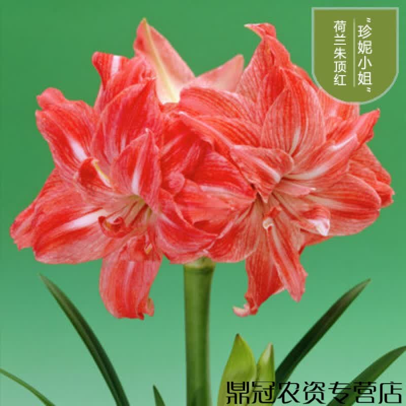 ONESAID荷兰进口重瓣朱顶红种球超大花球室内外盆栽花卉四季开花植物带花 珍妮小姐28-30CM(30天可开花) 默认1