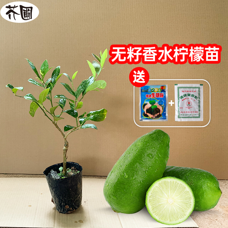 芥圃 广东柠檬树苗果树台湾香水柠檬树苗无籽香水柠檬树地栽四季结果