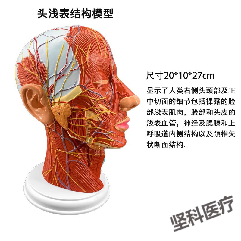 人体头浅表层肌肉神经血管器官解剖模型微整形美容面部皮下教学用 头