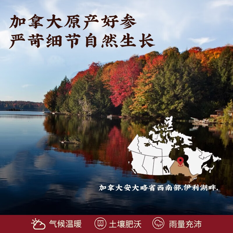 格朗科西洋参加拿大进口4年特级整枝超值装花旗参 227g