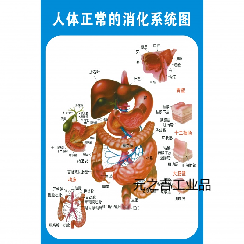 定制适用人体消化肠道结构示意图医学宣传挂图人体器官布置图 人体
