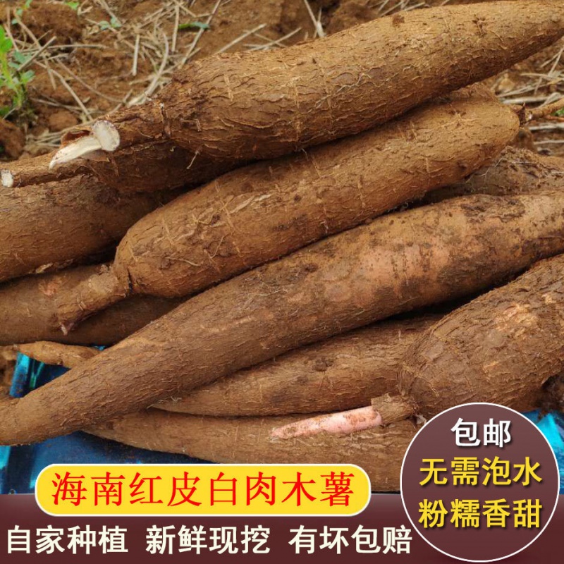 【木薯】海南正宗红皮白肉新鲜木薯自家现挖新鲜黄心板栗薯木番薯 3斤