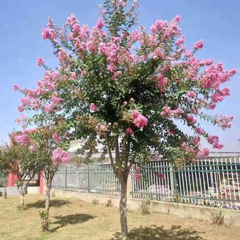 倾颜 绿化庭院盆栽地栽种 紫微树苗 红花紫薇苗 紫薇花树苗当年开花