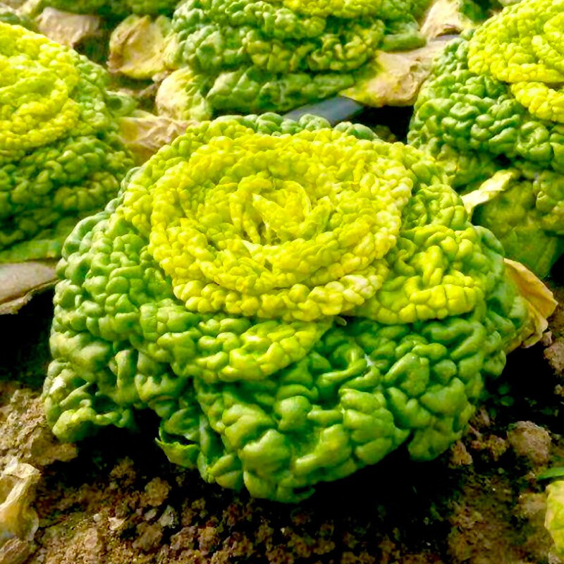 寿禾黄心菜种子耐寒乌塌菜黄心乌塔菜家庭种植冬天秋季播种蔬菜种籽