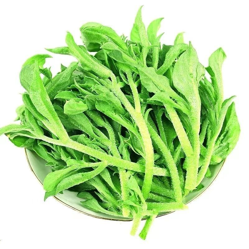 正宗水晶冰菜种子营养高钙非洲冰草自带冰晶四季阳台盆栽蔬菜种子