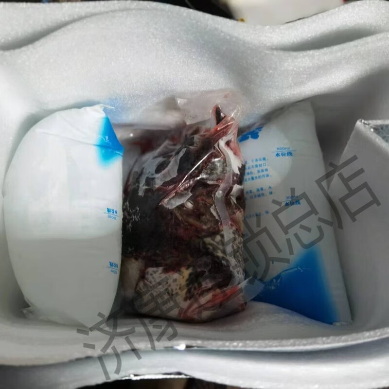 石鸡南昌老鸽下酒菜山泉水滋补美食石蛙刺胸蛙肉山鸡肉田鸡肉 现杀去