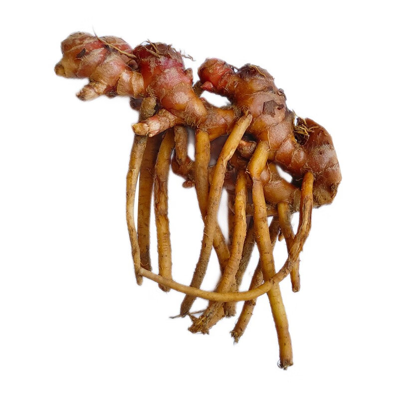 zxc阳春风姜 高良姜 新鲜老姜 月子姜月婆姜 1斤