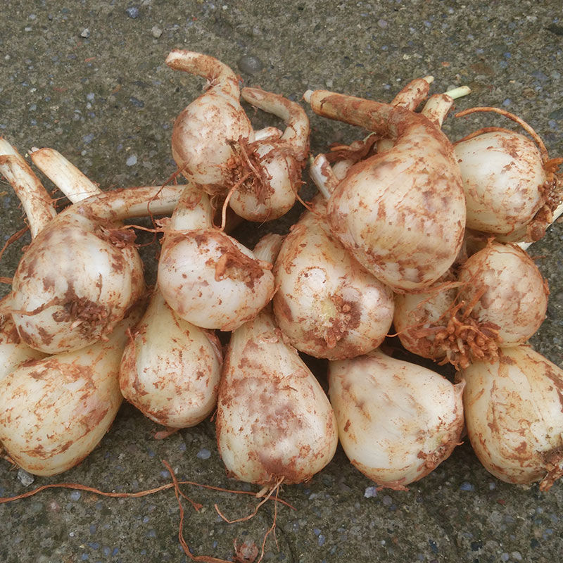 藠头自种江西荞头现挖现发藠头新鲜当季教头葱头蒜头 1斤教头