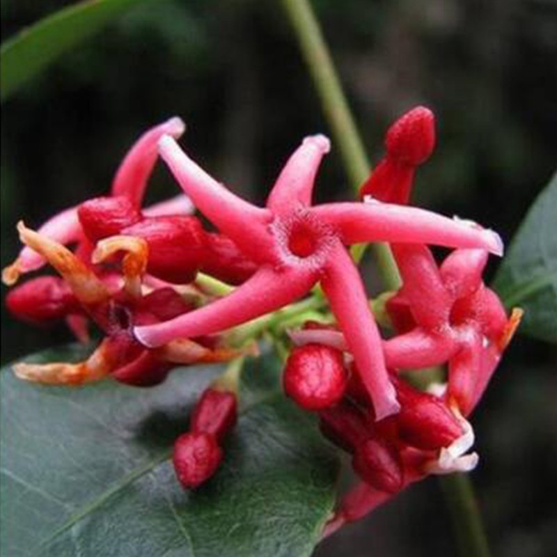 花卉植物黄色络石藤苗庭院盆栽四季常青藤蔓耐寒 3年苗红色风车茉莉