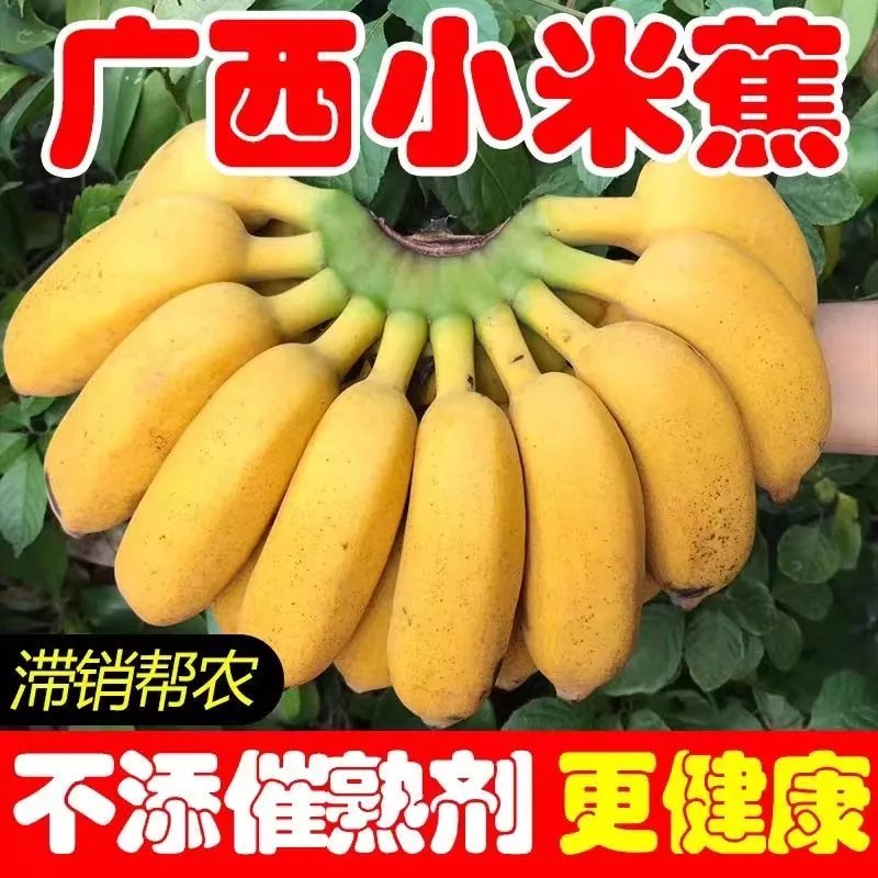 【现发】广西蕉当季水果鸡蕉薄皮纯小香蕉皇帝蕉整箱 9斤净重【老树严选果】 正宗广西小米蕉【现现发】